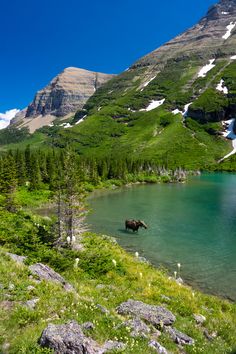 an animal is standing in the water near some mountains