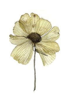 a single yellow flower on a white background