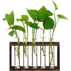 several glass vases with plants in them on a wooden shelf against a white background