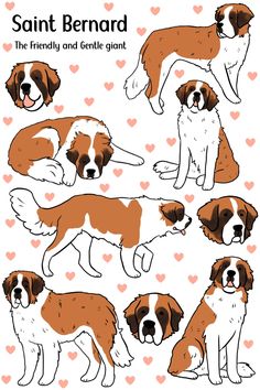 the saint bernard dog is shown in different positions and sizes, with hearts around it