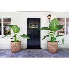 two potted plants sitting in front of a black door with the words natural fiber