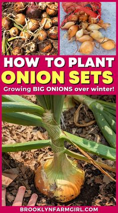 how to plant onion sets growing onions over winter