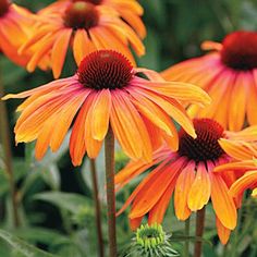 several orange flowers with red centers in a garden