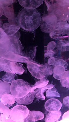 many jellyfish are swimming in the water