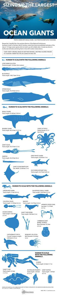 an info sheet showing the different types of boats in the ocean and how they are used to