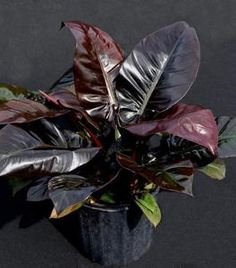 a plant with purple and green leaves in a black pot on a dark table top