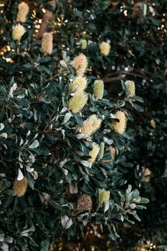 some very pretty flowers on a big tree