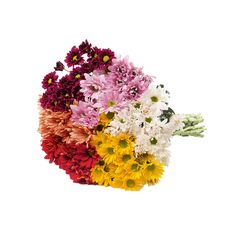 a bunch of flowers that are sitting in the middle of a white background with no one around them