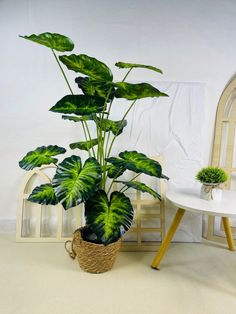 a potted plant sitting on top of a wooden table next to a white chair