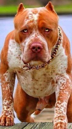 a brown and white dog standing on top of a wooden dock