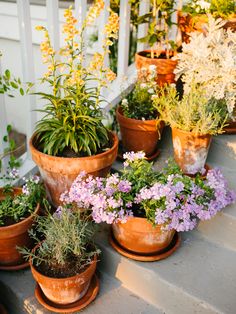 many potted plants are sitting on the steps