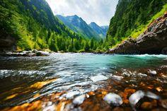 a river flowing through a lush green forest filled with lots of rocks and trees in the background