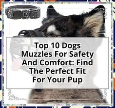 Discover the ultimate guide to ensuring your furry friend’s safety with our list of the top 10 dogs muzzles designed for comfort and security. Whether you’re training your pup or visiting the vet, finding the perfect fit is crucial. Explore our expert reviews and tips to choose a muzzle that keeps your dog safe while allowing them to breathe and drink easily. Ensure your dog’s well-being and enjoy peace of mind with the right muzzle!