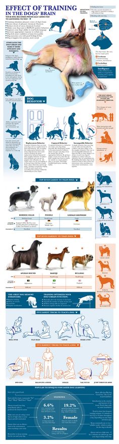 an illustrated poster showing different types of dogs and how they are used to treat them