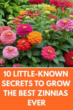 colorful flowers with the words 10 little - known secrets to grow the best zinnas ever