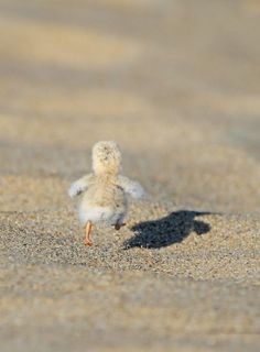 a small bird standing on top of a sandy beach