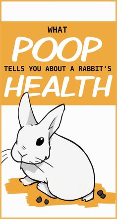 a white rabbit sitting on top of an orange and white sign that says, what poop tells you about a rabbit's health