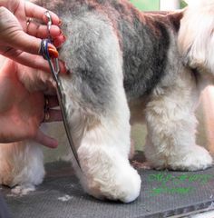 a small dog being groomed by a person