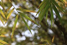 the leaves of a bamboo tree in front of some trees with no leaves on them