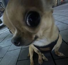 a small dog with big eyes standing on the sidewalk