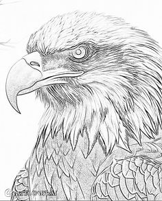 an eagle is shown in this black and white drawing, it looks like he's looking