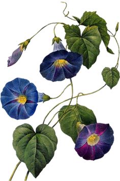 three flowers with green leaves and purple petals