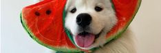 a white dog wearing a watermelon scarf around its neck and tongue sticking out