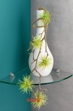 a white vase with air plants sitting on top of a glass shelf next to a blue wall