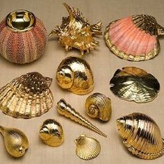 there are many different shells on the table