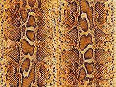 a snake skin pattern is shown in this image