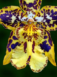 a yellow and purple flower with spots on it