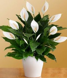 a potted plant with white flowers on a table