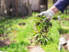 a person holding up some plants in their hand with dirt and grass on the ground