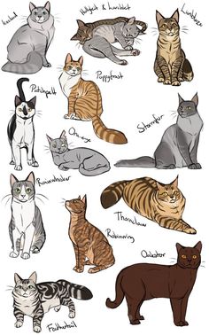 a bunch of cats that are all different colors and sizes, with names on them