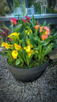 there are many flowers in the pot on the ground