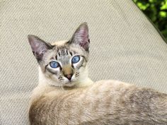 a cat with blue eyes sitting on a chair