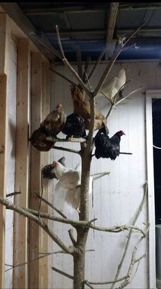 a group of chickens sitting on top of a tree in a room with wooden walls