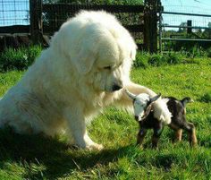 a large white dog standing next to a baby sheep on top of a lush green field