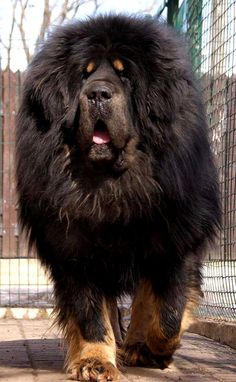 a large black and brown dog walking on top of a brick floor next to a fence