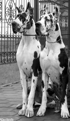 two black and white dogs sitting next to each other