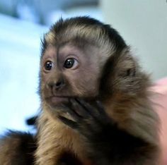 a small monkey is sitting on someone's arm