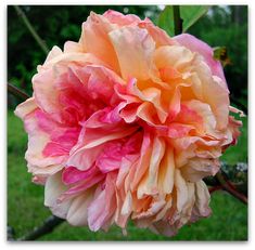 a large pink and yellow flower in the middle of a green field with trees behind it