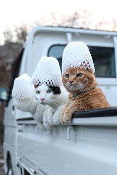 an orange and white cat sitting in the back of a truck with three hats on it's head