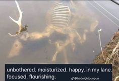 an image of a skeleton in the water with caption that reads, unbothed moistened happy in my lane focused flourishing