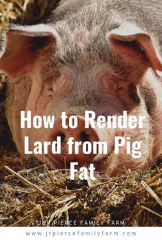 Do you raise pigs on your homestead? If so, you need to find a way to use up that lard. Rendering lard is easy and lard has a ton of health benefits that should make it a staple in any traditional kitchen. This article will tell you everything you need to Lard Rendering, Render Lard, Lard Recipe, Rendering Lard, Raising Pigs, How To Render, Homesteading Diy