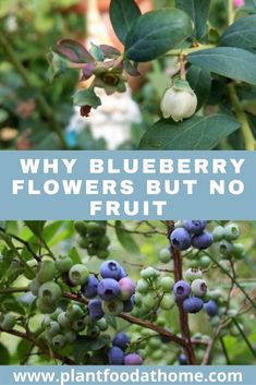 blueberry flowers with text overlay that says why blueberry flowers but no fruit