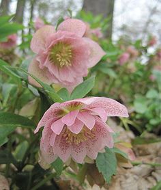 two pink flowers with green leaves in the foreground and trees in the back ground