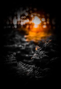 the sun shines brightly through the trees in the dark forest, with some plants growing out of the ground