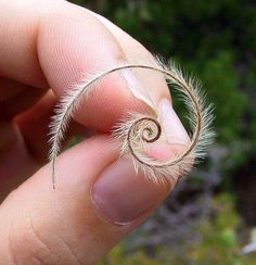 Delicate Fibonacci In Nature, Fibonacci Number, Fractals In Nature, Logarithmic Spiral, Fibonacci Golden Ratio, Spirals In Nature, Divine Proportion, Geometry In Nature, Golden Spiral