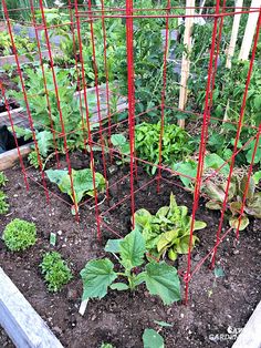 the garden is full of green plants and red trelliss, including broccoli